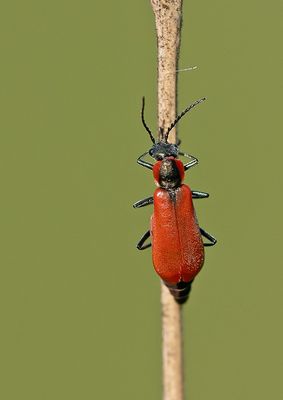 Anthocomus rufus 