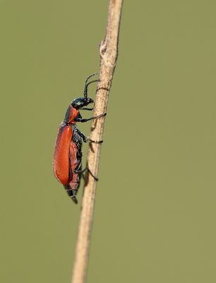 Anthocomus rufus 