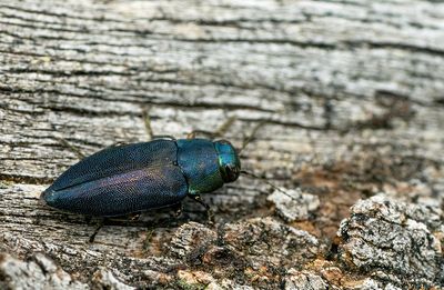 Phaenops cyanea