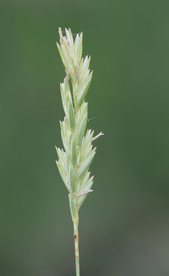 Elymus athericus / Zeekweek