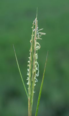 Spartina anglica / Engels slijkgras