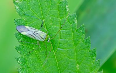 Adelphocoris quadripunctatus / Vierpuntsierblindwants