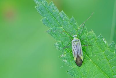 Adelphocoris quadripunctatus / Vierpuntsierblindwants