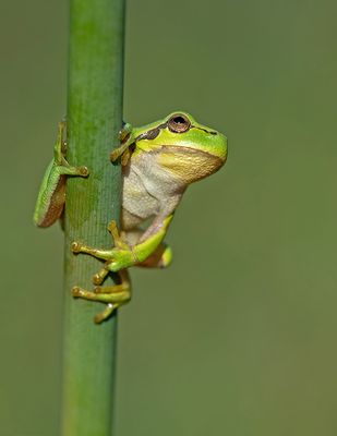 Common tree frog / Boomkikker 