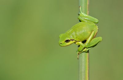 Common tree frog / Boomkikker 