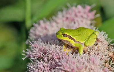 Common tree frog / Boomkikker 