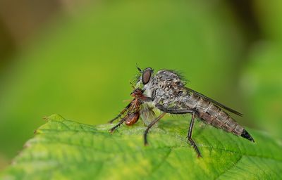 Kite-tailed Robberfly / Gewone roofvlieg