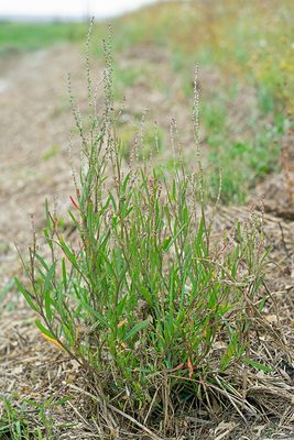 Atriplex littoralis / Strandmelde