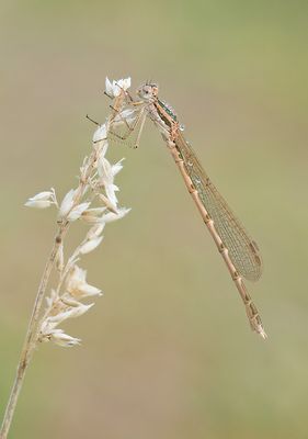 Brown emerald damselfly / Bruine winterjuffer 