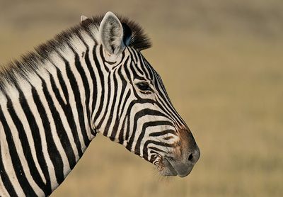 Burchell's zebra / Burchellzebra