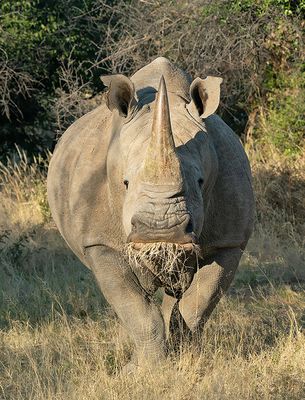 White rhinoceros / Witte neushoorn