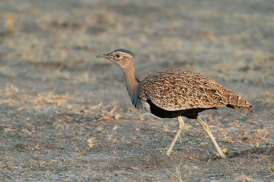 Red-crested korhaan / Zuid-Afrikaanse kuiftrap