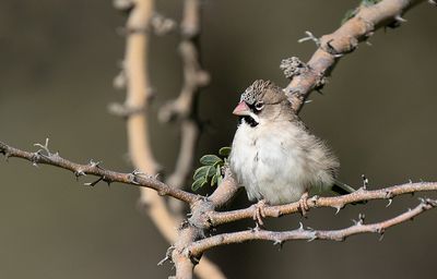 Scaly-feathered weaver / Baardmanwever
