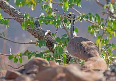 Rppell's Bustard / Rppells trap