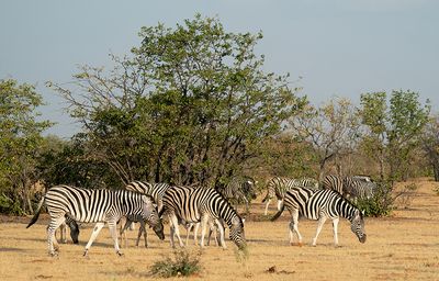 Burchell's zebra / Burchellzebra
