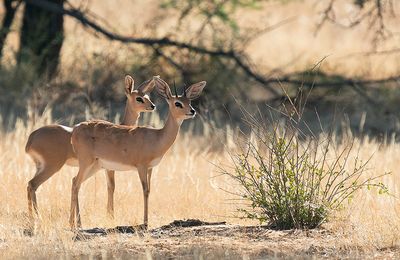 Steenbok / Steenbokantilope