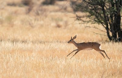 Steenbok / Steenbokantilope