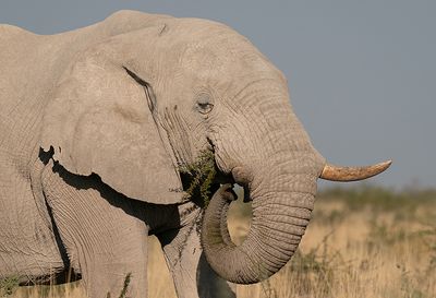 African savanna elephant / Savanneolifant 