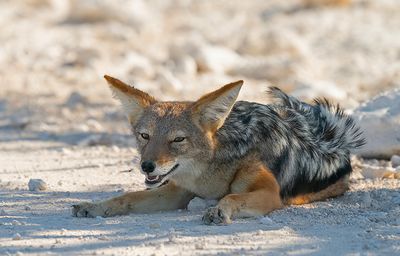 Black-backed jackal / Zadeljakhals