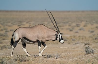 South African oryx / Gemsbok