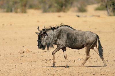 Blue wildebeest / Gestreepte Gnoe