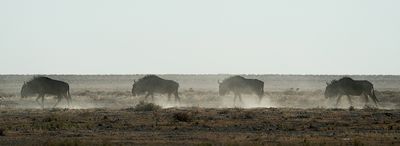 Blue wildebeest / Gestreepte Gnoe