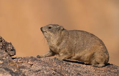 Rock hyrax / Kaapse klipdas