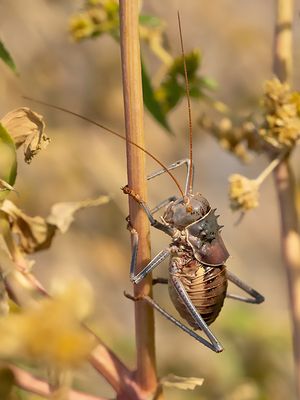 Acanthoplus discoidalis
