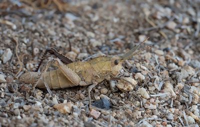 Lamarckiana cucullata