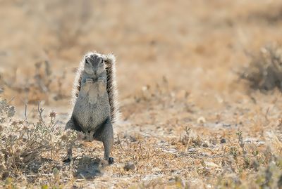 Cape ground squirrel / Kaapse grondeekhoorn
