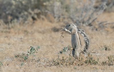 Cape ground squirrel / Kaapse grondeekhoorn