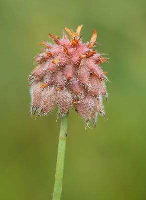 Trifolium fragiferum / Aardbeiklaver