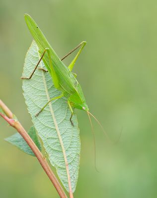 Ruspolia nitidula / Grote spitskop