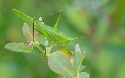 Ruspolia nitidula / Grote spitskop