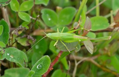 Ruspolia nitidula / Grote spitskop