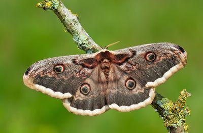 Large Emperor Moth / Grote Nachtpauwoog