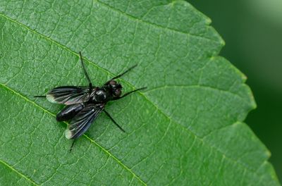 Melanophora roralis / Zwarte pissebedvlieg
