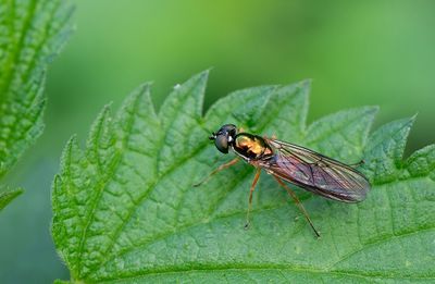 Sargus bipunctatus / Herfstmetaalwapenvlieg 