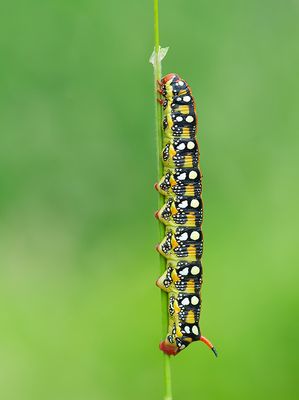 Spurge Hawk-moth / Wolfsmelkpijlstaart