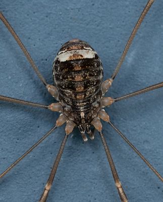 Nelima doriae