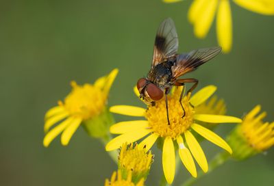 Ectophasia crassipennis
