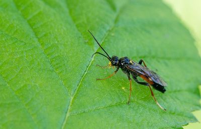 Tenthredopsis scutellaris