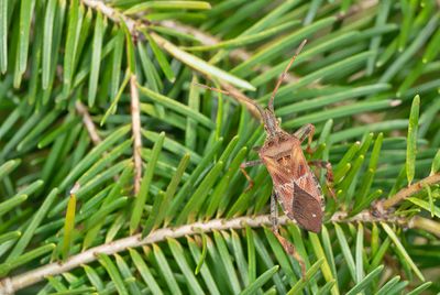 Western conifer seed bug / Bladpootrandwants 