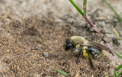 Grey-backed Mining-bee / Grijze zandbij 