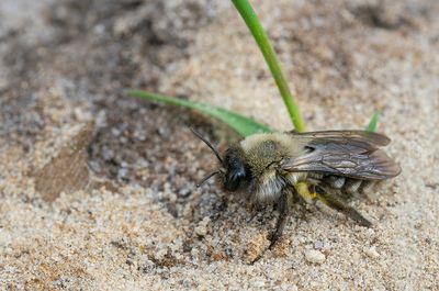 Grey-backed Mining-bee / Grijze zandbij 