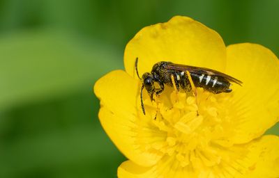 Tenthredo koehleri