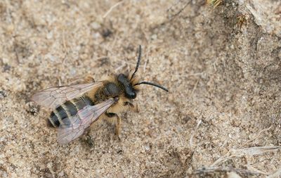 Yellow-legged Mining-bee / Grasbij 