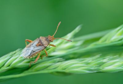 Rhopalus parumpunctatus / Bruinrode glasvleugelwants