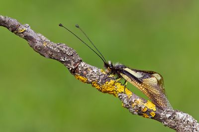 Libelloides Coccajus