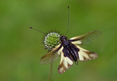 Libelloides Coccajus